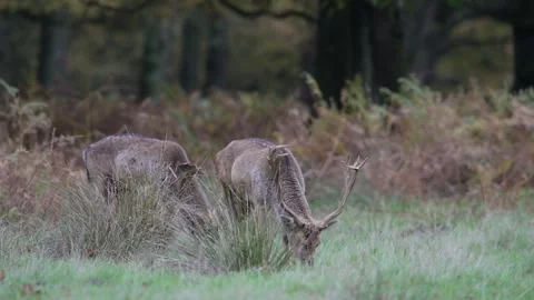 Two fallow bucks are grazing together at the edge of the forest Video stock 334131807