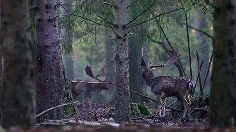 Two fallow bucks calling in the forest, mating time Stock Footage 126212908