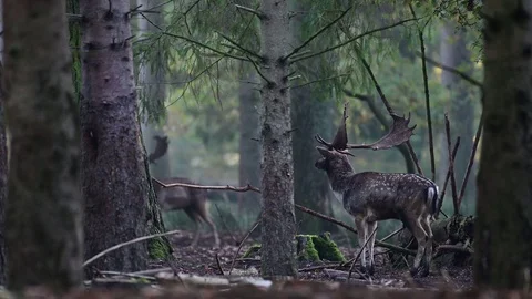 Two fallow bucks standing in the forest, mating time Stock Footage 126212892