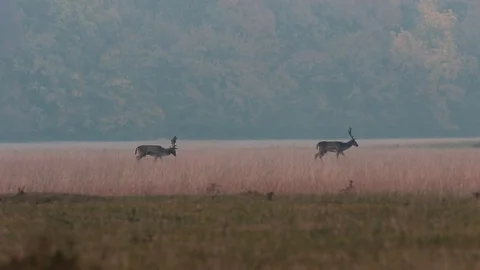 Two fallow deer bucks Stock Footage 99534510