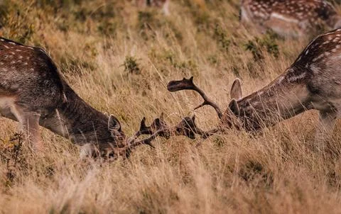 Two fallow deer bucks locking antlers while sparring in tall autumn grass Stock Photos