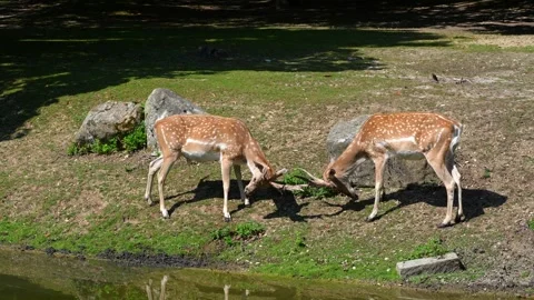Two fallow deer, Dama mesopotamica fight head to head Stock Footage 341666043