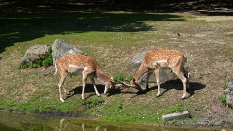 Two fallow deer, Dama mesopotamica fight head to head Stock Footage 342914368
