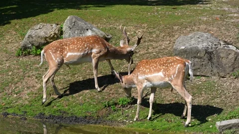 Two fallow deer, Dama mesopotamica fight head to head Stock Footage 344520637