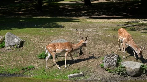 Two fallow deer, Dama mesopotamica fight head to head Stock Footage 345494895