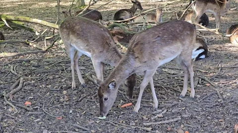 Two fallow deer in a forest, one licking its lips and looking at the camera.. Stock Footage 342027099