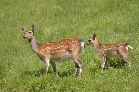 Two fallow deer in grass Stock Photos