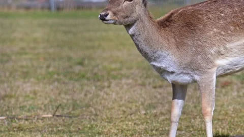 Two fallow deer on meadow one mature with antlers and one young filmed in s.. Stock Footage 333749072