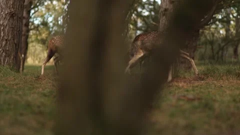 Two fallow deer stags clashing antlers during rutting season in autumn forest Stock Footage 340861065