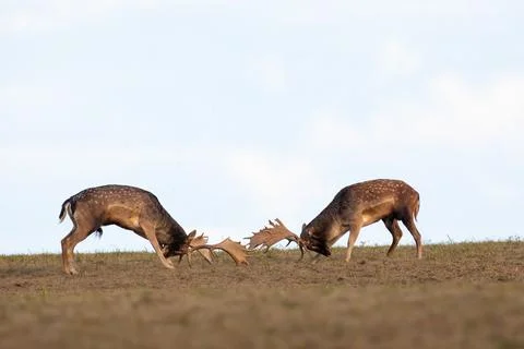 Two fallow deer stags fighting against each other with antlers on a meadow Stock Photos