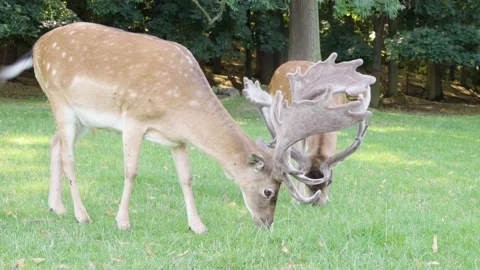 Two fallow deer stags graze in a meadow by a forest on a sunny day - closeup 스톡 동영상 145186906