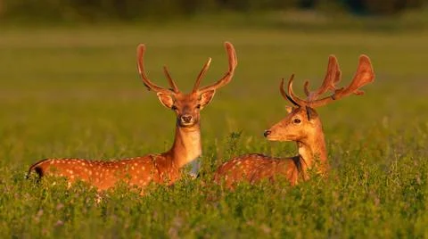Two fallow deer stags standing on meadow in spring sunset Stock Photos