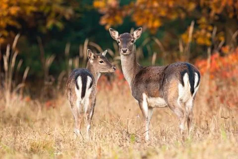 Two fallow deer standing on meadow in autumn nature. Stock Photos