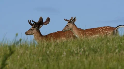 Two fallow deer walking on a green hillside Stock-Footage 338233711