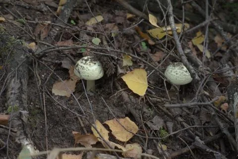 Two of False Deathcap mushrooms in the spring forest Stock Photos