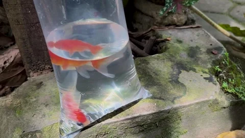 Two fancy goldfish 库存影片 329492418