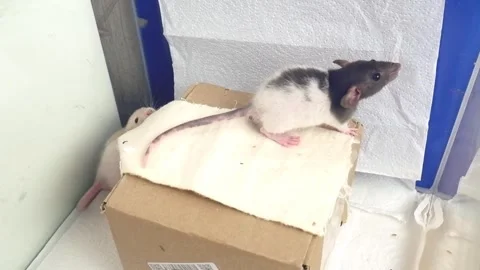 Two fancy pet rats playing Stock Footage 278361537