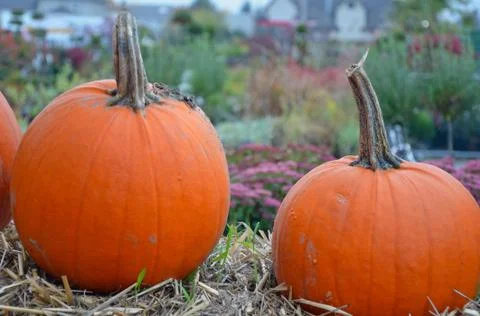 Two farm pumpkins Stock Photos