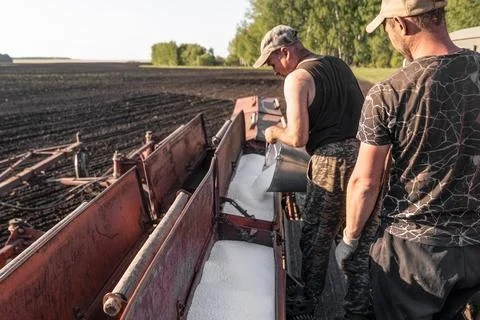 Two Farm Workers Loading Granular Nitrogen Fertilizer into Seed Drill Hoppe.. 스톡 사진