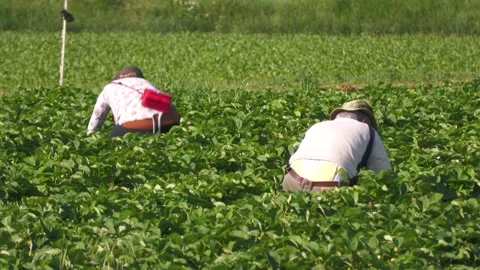 Two Farm Workers Picking Strawberries by Hand in Field Stock-Footage 345598533
