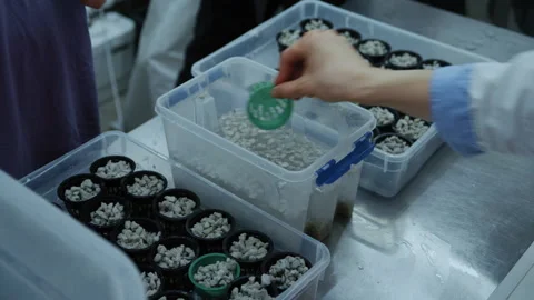 Two Farmer Sowing Microgreen Seeds in Pots Video stock 331291682