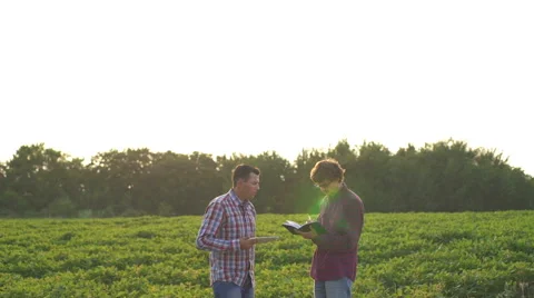 Two farmer standing in a wheat field and shake hands on sunset Stock Footage 67566644