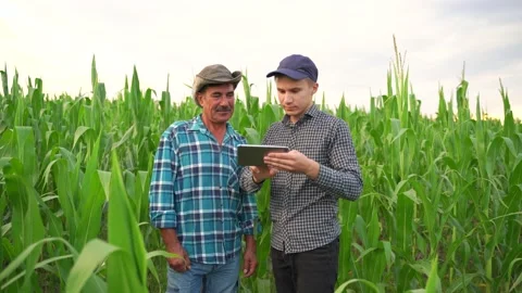 Two farmer standing in a wheat field and looking at tablet, Stock Footage 137102569