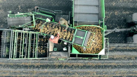 Two farmer workers sort potatoes on a trailer. Agriculture machinery, aerial Stock Footage 98955227