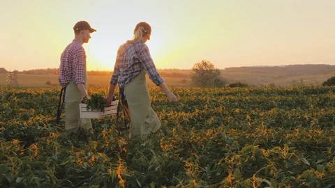 Two farmers carry a box of vegetables, go across the field at sunset. Organic Stock Footage 98863535