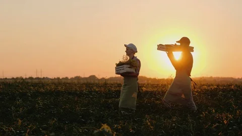 Two farmers carry boxes with vegetables on the field Stockbeeldmateriaal 104108209
