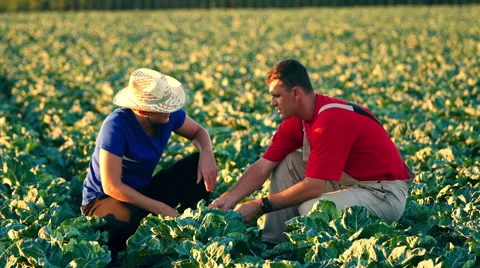 Two farmers checking plants in the field of cauliflower during irrigation. Stock Footage 68179842