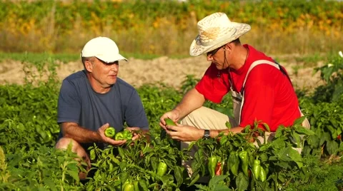 Two farmers checking plants in the pepper field. Sunny summer day. Stock Footage 68187880