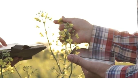 Two Farmers Communicate on the Field of Rapeseed Stock Footage 89616923