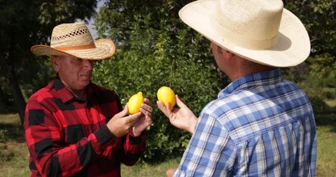 Two Farmers Compare Examine and Talk About Lemon Fruits Production Stock Footage 103255564