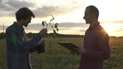 Two farmers explore soybean plants in a crop field Stock Footage 145830133
