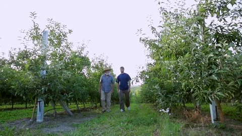 Two farmers go among the rows of young apple trees Stock Footage 78563164