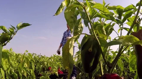 Two farmers hand picking pepper on sunny fall day. Stock Footage 83711214