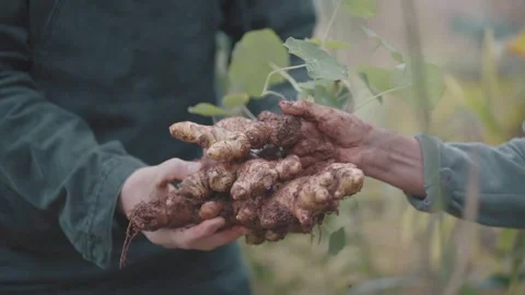 Two farmers harvest ginger root in a rural field. Horticulture. Indigenous Stock Footage 282365453