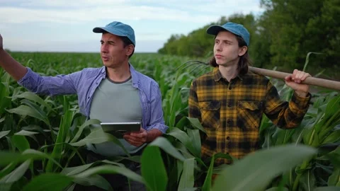 Two farmers inspect corn field using digital tablet at agriculture farm Stock-Footage 346826433