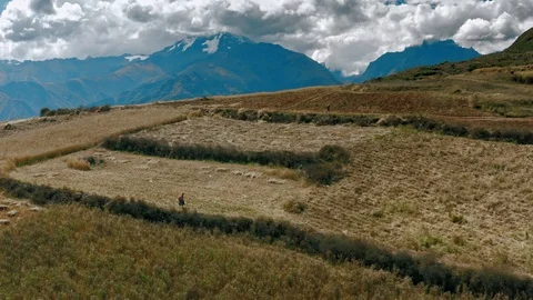 Two Farmers joining group in fields during harvest in Urubamba, Sacred Valley Stock Footage 115037501
