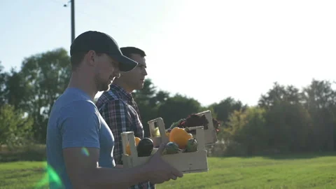 Two farmers keep boxes of organic vegetables Stock Footage 114622805
