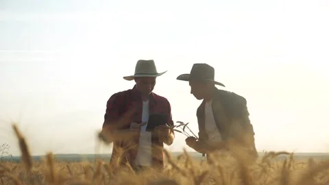 Two farmers men teamwork red neck in a field examining wheat crop at sunset Stock Footage 132232076