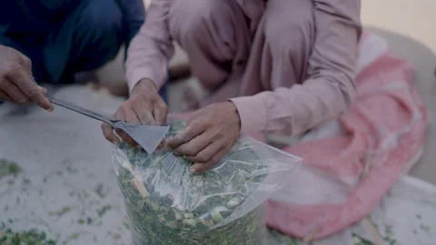 Two Farmers Packing Chopped Fodder or Herbs into Plastic Bag Stock Footage 323050527