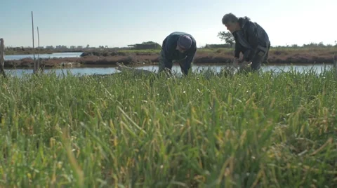 Two Farmers picking onions Video stock 62451093