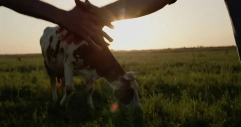 Two farmers shake hands, a close-up. In the background is the pasture where the Stock Footage 156207692