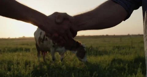 Two farmers shake hands, a close-up. In the background is the pasture where the Stock Footage 263732513