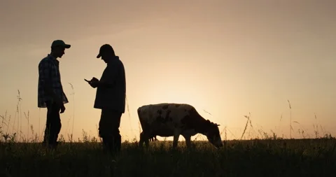 Two farmers shake hands, stand on the pasture where cows graze. Deal in agro Stock Footage 156172980