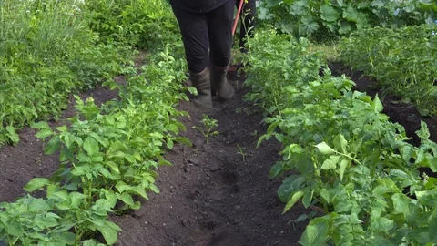 Two farmers spudding potatoes by hand plow. Hand plow on the field. Close up. Video stock 115730949