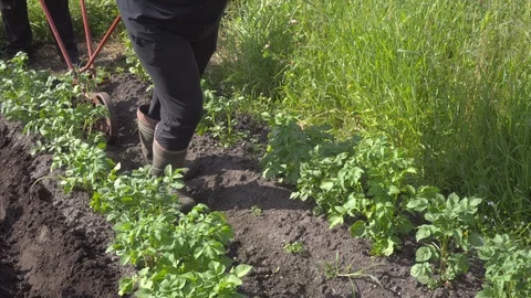 Two farmers spudding potatoes by hand plow. Hand plow on the field. Close up. Stock Footage 115731023