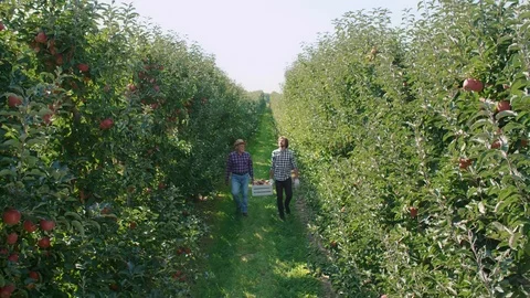 Two farmers talking about apple business 스톡 동영상 117422124